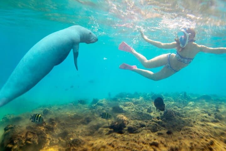 Abu Dabab Beach Snorkeling: Swim with Turtles and Dugongs in Marsa Alam photo 1