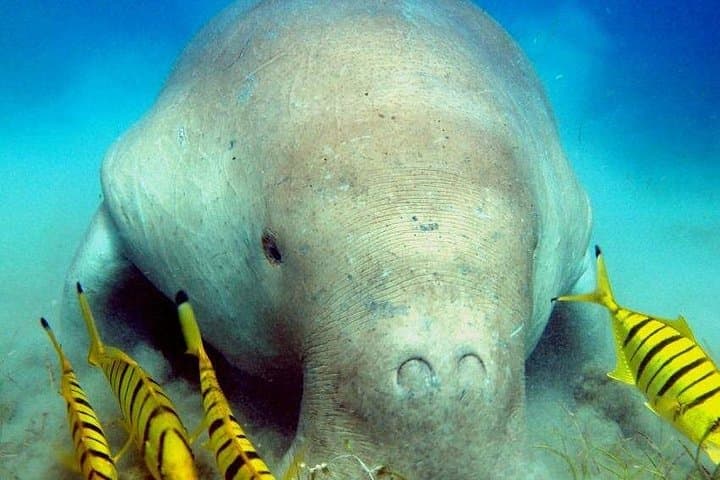 Abu Dabab Beach Snorkeling: Swim with Turtles and Dugongs in Marsa Alam photo 4