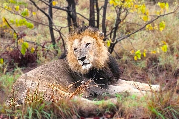 Day-Trip Kruger Safari from Maputo: Big Five in a Budget-Friendly Adventure photo 6