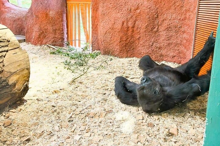 Prague Zoo Ticket with Online Audio Guide — Self-Guided Visit to Troja Zoo photo 2