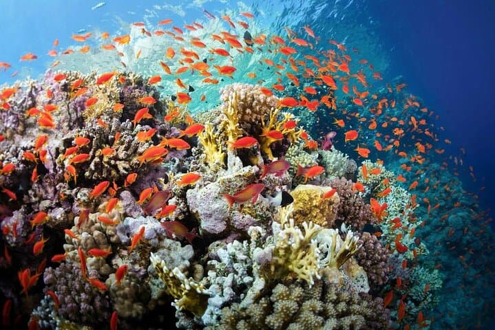 Giftun Island Snorkel Cruise from Hurghada: Coral Reefs & Beach Relaxation photo 3