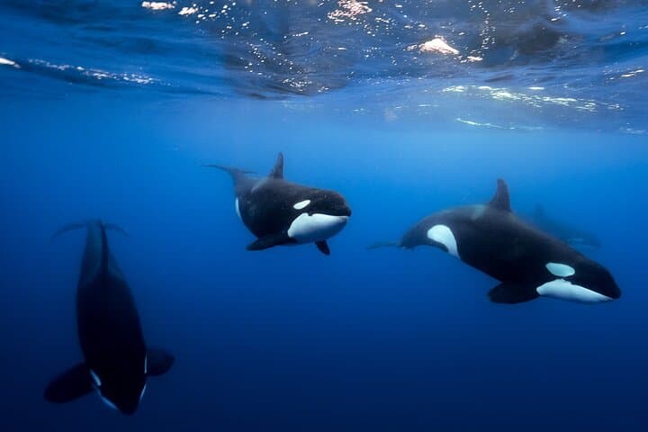 Open Ocean Safari and Whale Watching in Cabo San Lucas: Sea of Cortez Encounters photo 4