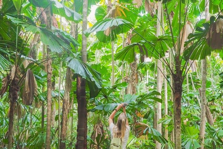 Daintree & Cape Tribulation Day Tour from Cairns: Rainforest, River Cruise & Beach