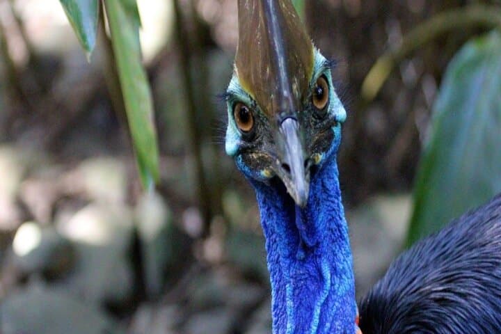 Daintree & Cape Tribulation Day Tour from Cairns: Rainforest, River Cruise & Beach photo 3