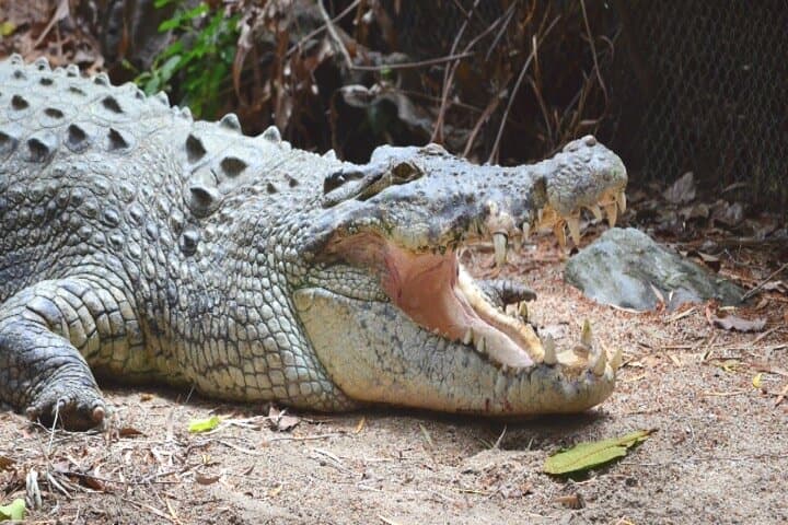 Daintree & Cape Tribulation Day Tour from Cairns: Rainforest, River Cruise & Beach photo 5