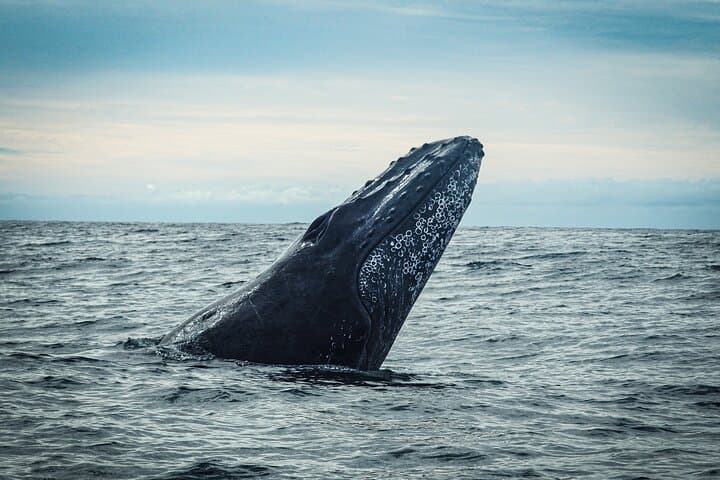 Open Ocean Safari and Whale Watching in Cabo San Lucas: Sea of Cortez Encounters photo 5