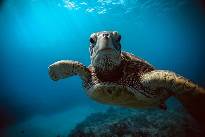 Waikiki Turtle Snorkeling & Sunrise Sailing: Small-Group Tour from Ala Wai