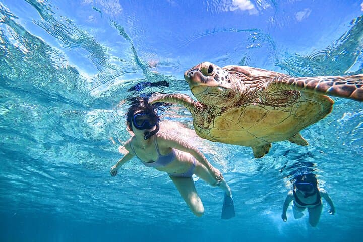 Miyakojima Sea Turtle Snorkel: High-Encounter Reef Tour in Okinawa