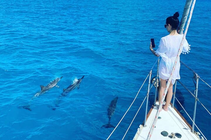 Waikiki Turtle Snorkeling & Sunrise Sailing: Small-Group Tour from Ala Wai photo 3