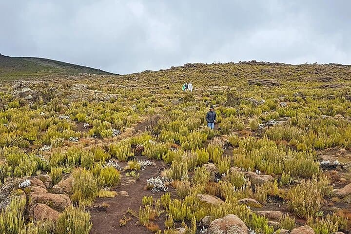 One-Day Marangu Hike to Mandara Hut on Mount Kilimanjaro photo 2