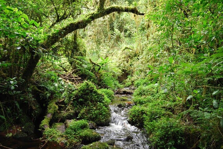 One-Day Marangu Hike to Mandara Hut on Mount Kilimanjaro photo 4