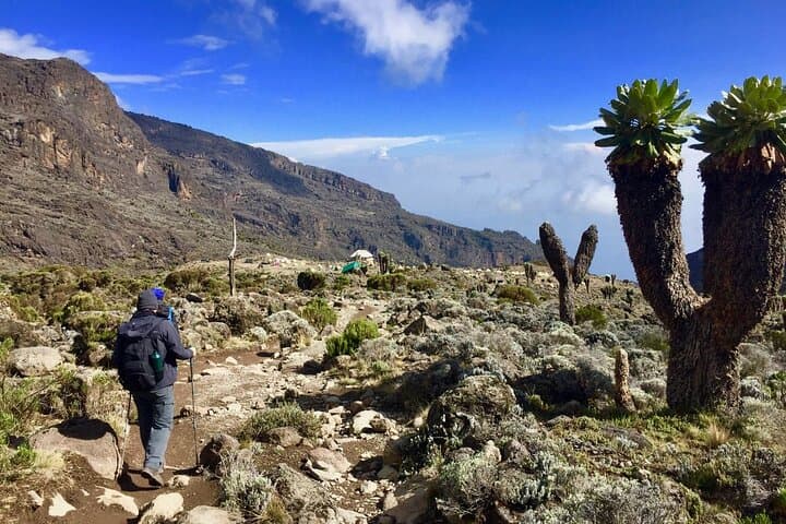 One-Day Marangu Hike to Mandara Hut on Mount Kilimanjaro photo 6