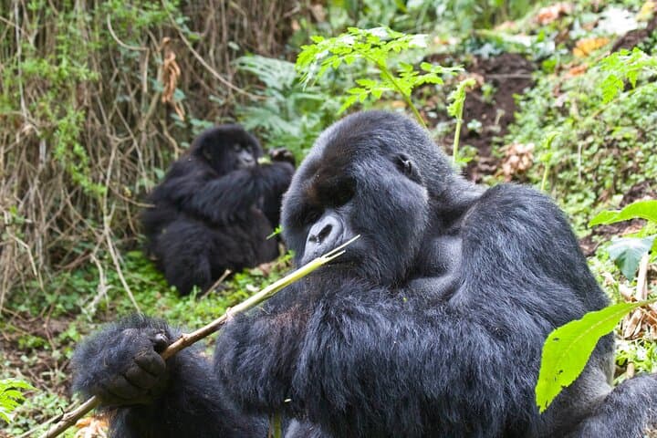 3-Day Uganda Gorilla Trekking: Bwindi Gorilla Permit + Lake Bunyonyi Canoe Cruise