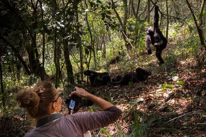 3-Day Uganda Gorilla Trekking: Bwindi Gorilla Permit + Lake Bunyonyi Canoe Cruise photo 2