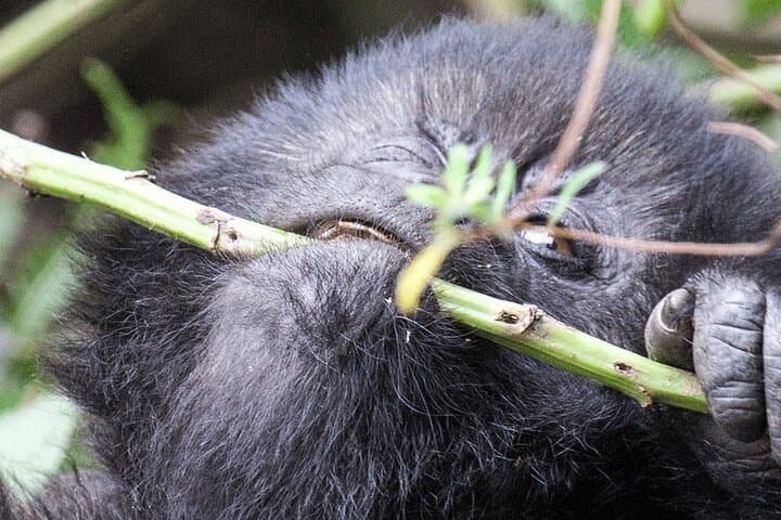 3-Day Uganda Gorilla Trekking: Bwindi Gorilla Permit + Lake Bunyonyi Canoe Cruise photo 3