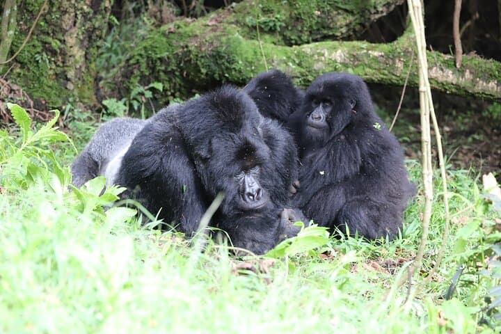 2-Day Private Gorilla Trek from Kigali to Bwindi: Intimate Mountain-Gorilla Encounters & Community Visits photo 3