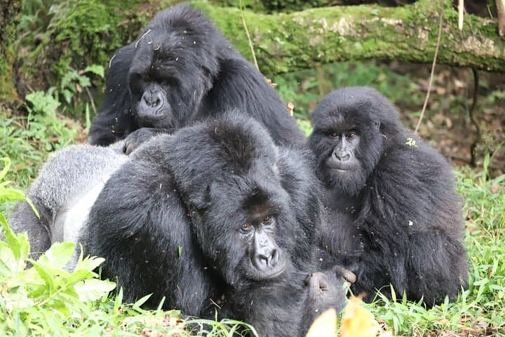 2-Day Private Gorilla Trek from Kigali to Bwindi: Intimate Mountain-Gorilla Encounters & Community Visits photo 4
