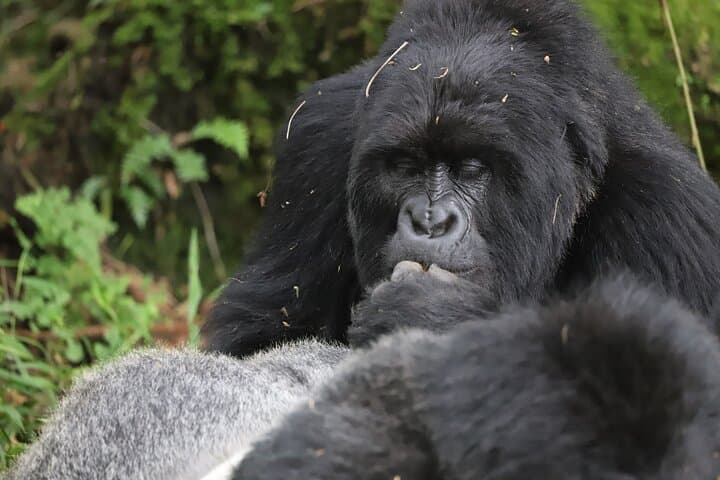 2-Day Private Gorilla Trek from Kigali to Bwindi: Intimate Mountain-Gorilla Encounters & Community Visits photo 5