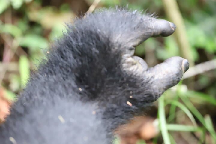 2-Day Private Gorilla Trek from Kigali to Bwindi: Intimate Mountain-Gorilla Encounters & Community Visits photo 6