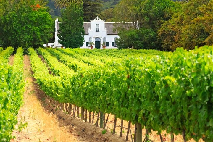 Half-Day Stellenbosch Wine Route: Wine & Cheese Tasting from Cape Town photo 2