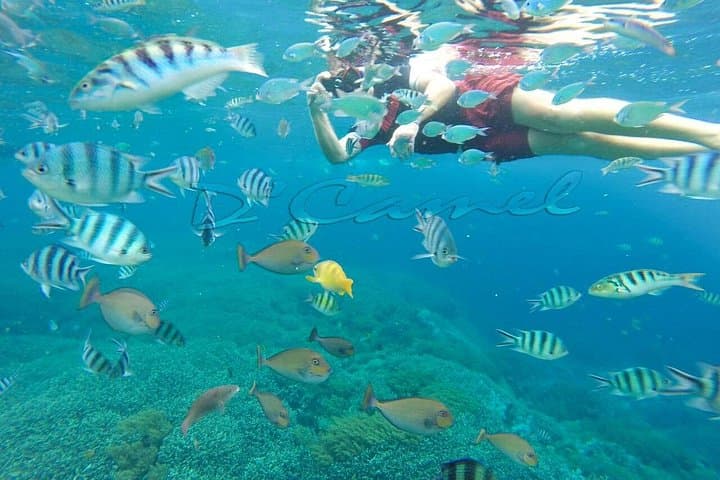 Snorkel with Manta Rays at Nusa Lembongan: Day Trip from Bali photo 6
