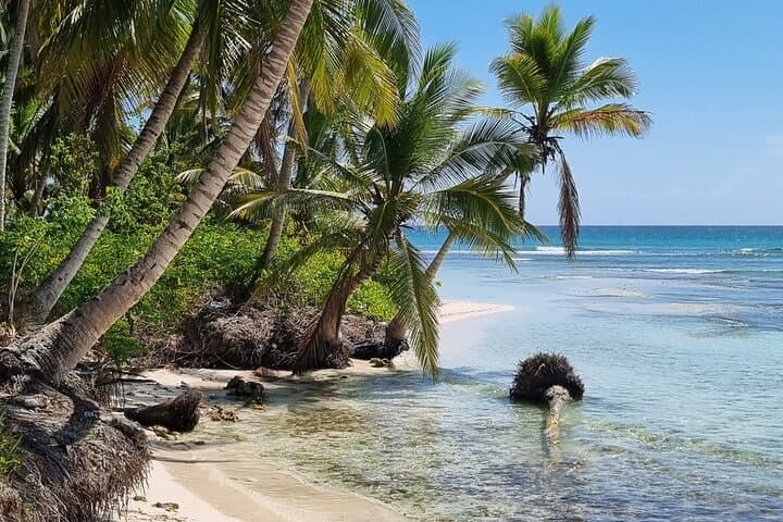 Full-Day Isla Saona Catamaran & Speedboat Tour from Punta Cana photo 6