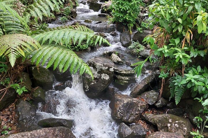 Half-Day El Yunque Rainforest Tour from San Juan — Waterfalls, Tower Views & River Swim photo 6