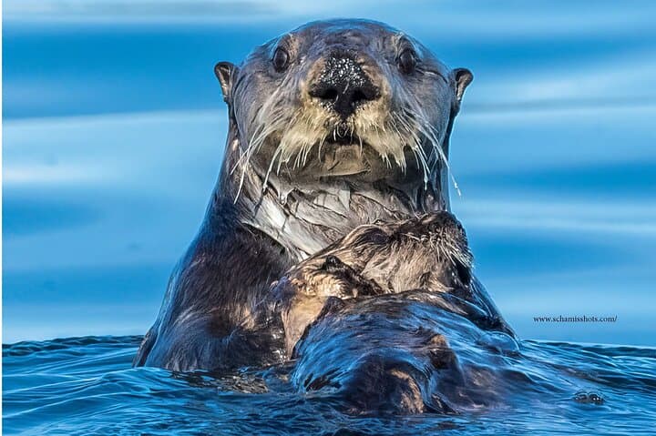 Sitka Whale Watching: Best Small-Boat Wildlife Excursion in Sitka Sound