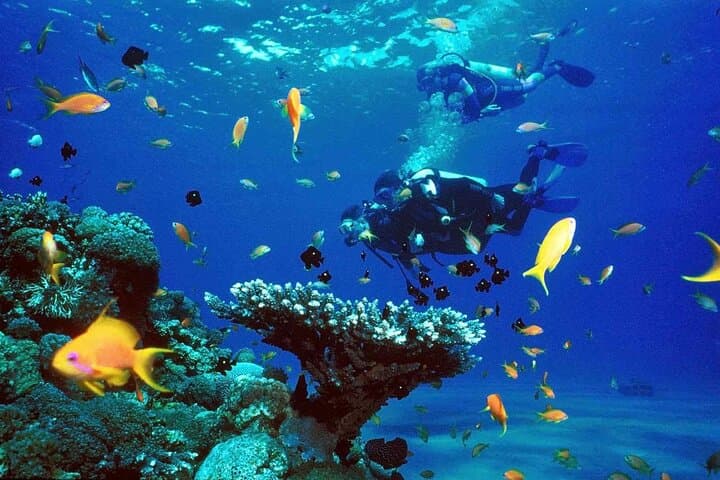 Ras Mohamed & White Island: Full-Day Snorkel and Intro Dive from Sharm El Sheikh photo 6