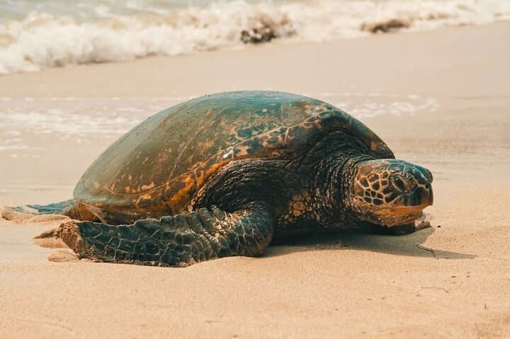 Oahu Unveiled: Private Circle-Island Luxury Tour — Dole, North Shore & Secret Beaches photo 3
