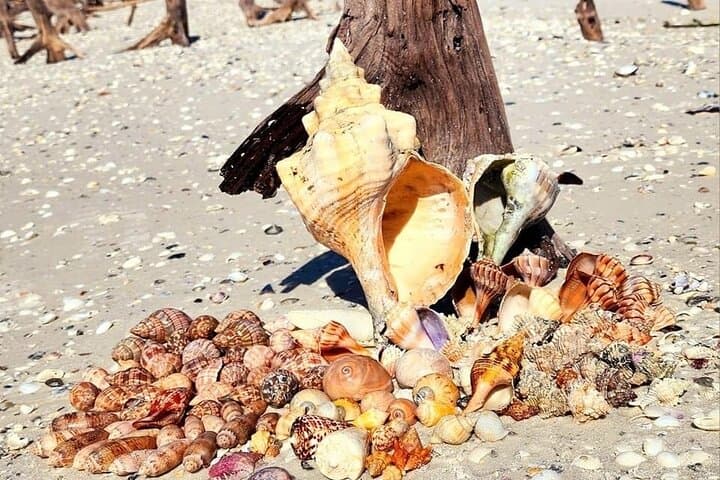 Keewaydin Island Shelling: Half-Day Private Beach Adventure from Naples photo 3