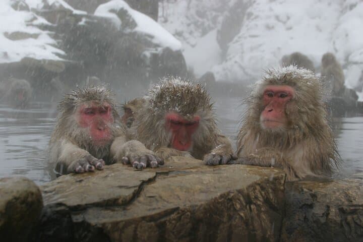 Snow Monkeys & Miso: Bullet-Train Day Trip from Tokyo to Jigokudani photo 5