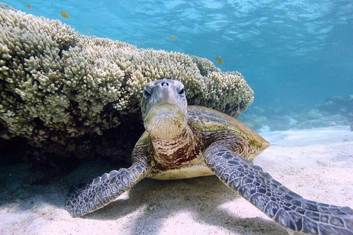 Half-Day Ningaloo Reef Sailing & Snorkel Trip from Coral Bay photo 5