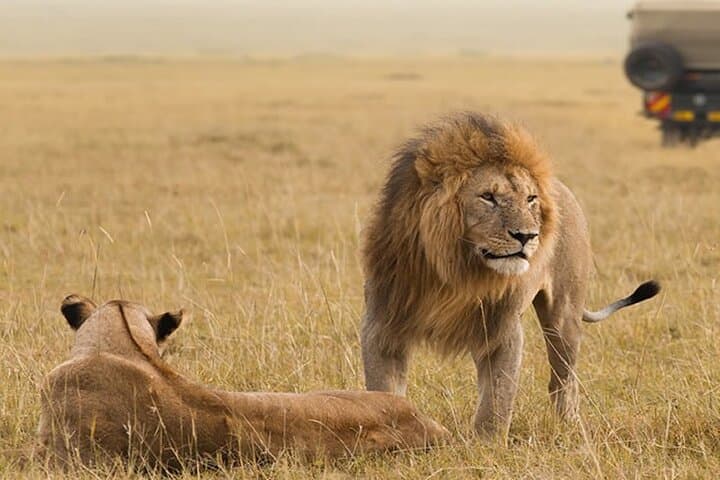 5-Day Masai Mara & Lake Nakuru Safari — Big Five, Flamingos and Lodge Stays photo 6