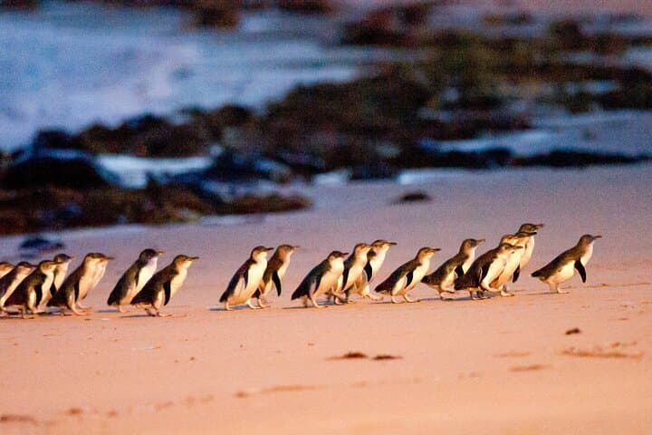 Melbourne Day Tour: Brighton Bathing Boxes, Puffing Billy Steam Train & Penguin Parade photo 3