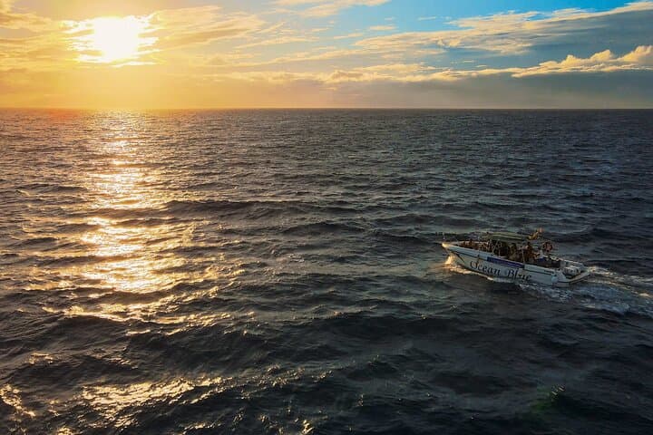 2-Hour Private Whale Watching Charter from Puerto Colón, Adeje — Tenerife Sea Safari photo 2