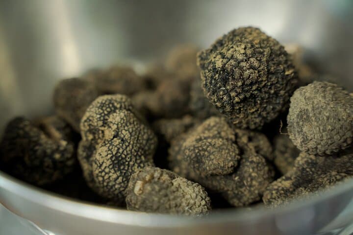 Truffle Hunting in Mugello: Guided Foraging & Gourmet Tasting from Florence photo 5