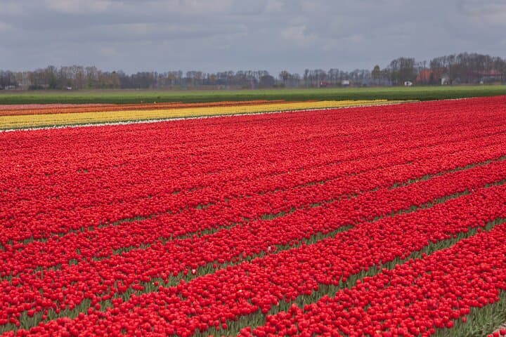Private Tulip Fields Tour: Amsterdam to Noordoostpolder Tulip Route