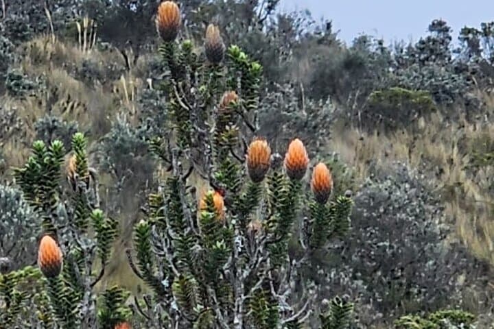 2-Day Cotopaxi Horseback Riding & Chimborazo Fauna Reserve Expedition photo 3