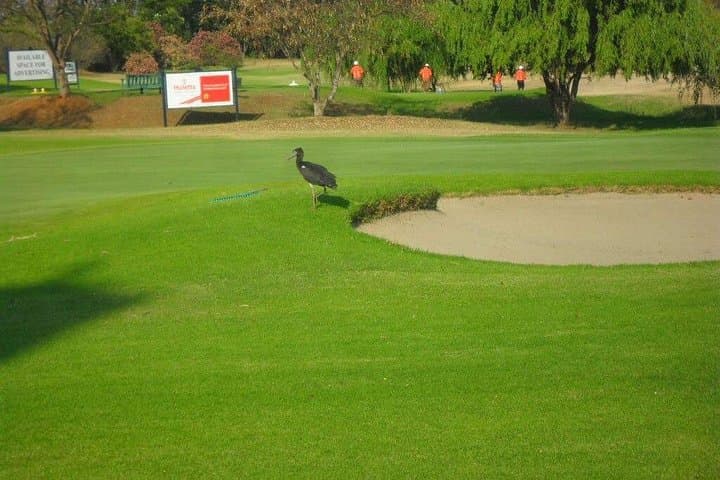 Championship Golf Round at Chapman Golf Club, Harare — Private 18-Hole Experience photo 6