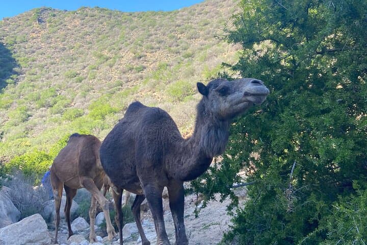Paradise Valley Half-Day Hike and Natural Pools from Agadir photo 2
