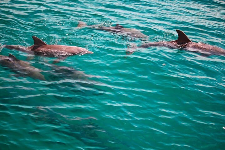 Guided Dolphin Tour in Destin: 2‑Hour Catamaran on the Emerald Coast photo 4