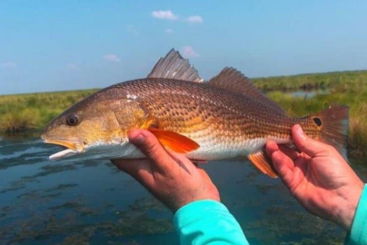 Hooked on the Bayou: New Orleans Kayak Fishing Trip photo 6
