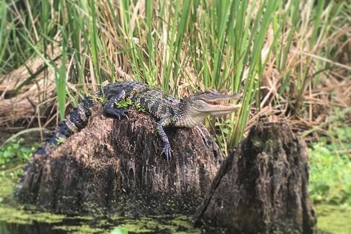 Paddle Deeper: Manchac Swamp Extended 4‑Hour Kayak Adventure photo 5