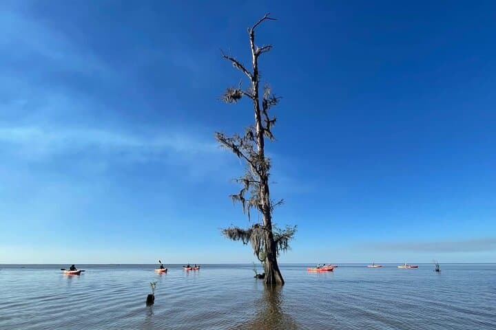 Paddle Deeper: Manchac Swamp Extended 4‑Hour Kayak Adventure photo 6