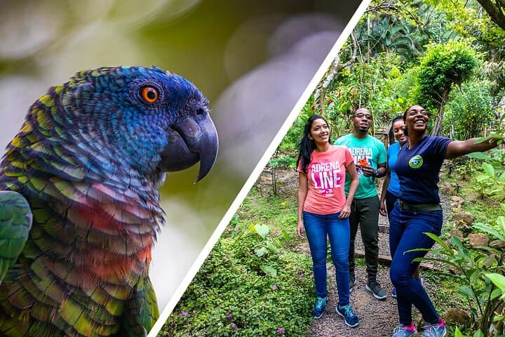 Soar Above St. Lucia: Rainforest Zip Line Canopy Adventure photo 5