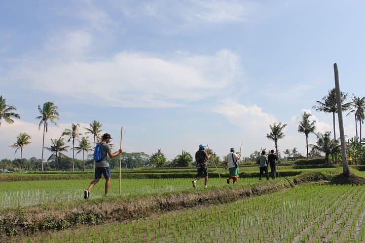 Bali Village Trekking Tour: Ubud Rice Paddy Walk and Waterfall Experience