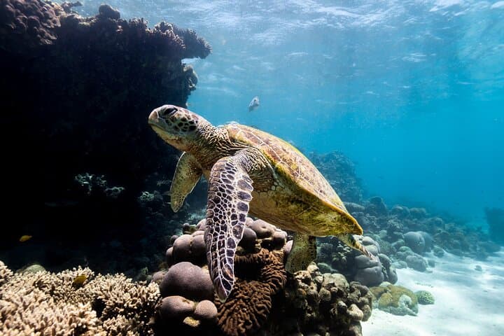 Half-Day Ningaloo Reef Sailing & Snorkel Trip from Coral Bay photo 4