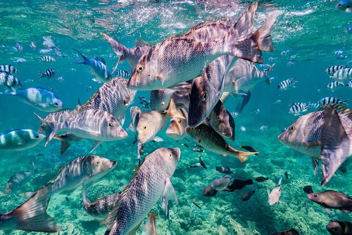 Half-Day Ningaloo Reef Sailing & Snorkel Trip from Coral Bay photo 6