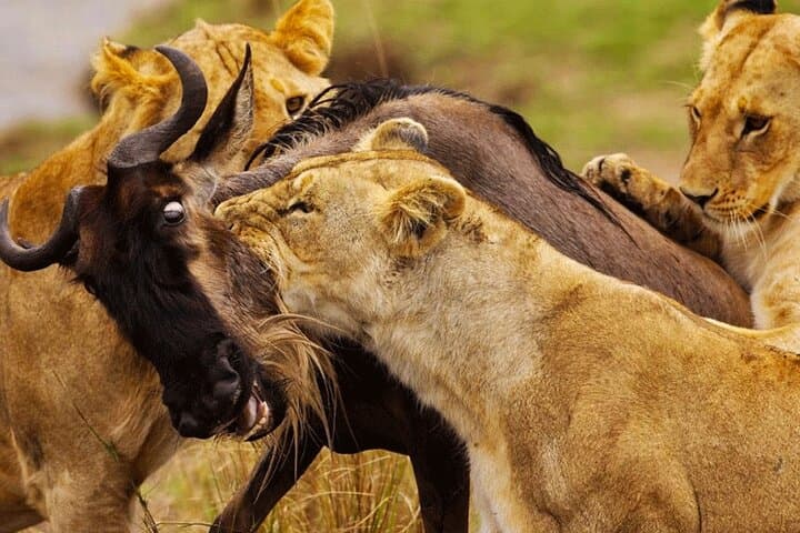 10-Day Kenya and Tanzania Classic Safari — Masai Mara to Serengeti & Ngorongoro photo 4